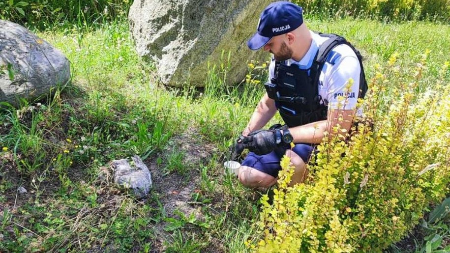Policjanci zaopiekowali się ranną mewą /POMORSKA POLICJA /