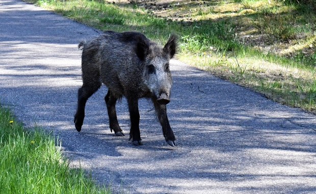 Policjanci zastrzelili dzika, który w centrum Zabrza zaatakował przechodnia