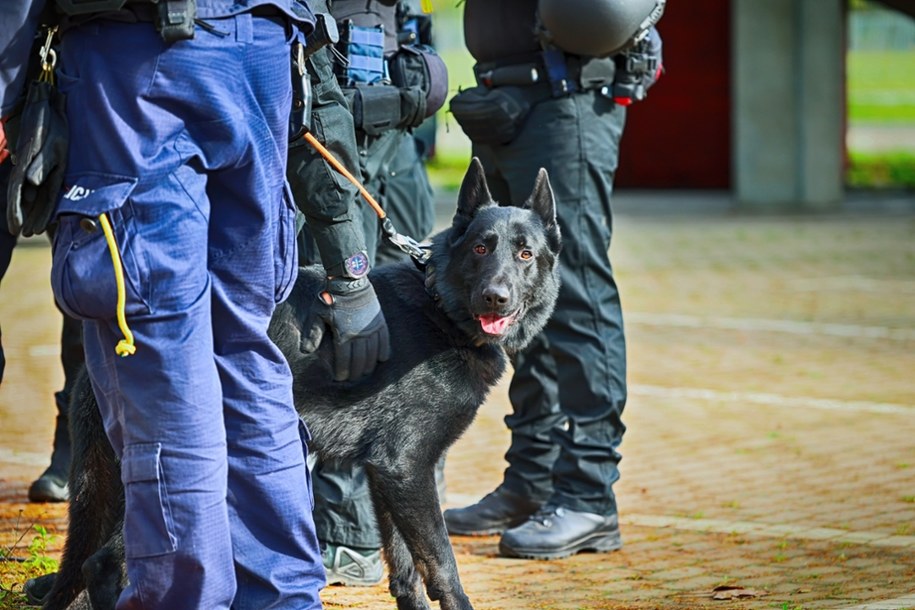 Policjanci - zdjęcie ilustracyjne /Shutterstock