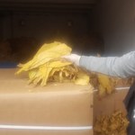 Policjanci ze Złotowa przejęli 3,5 tony liści tytoniu