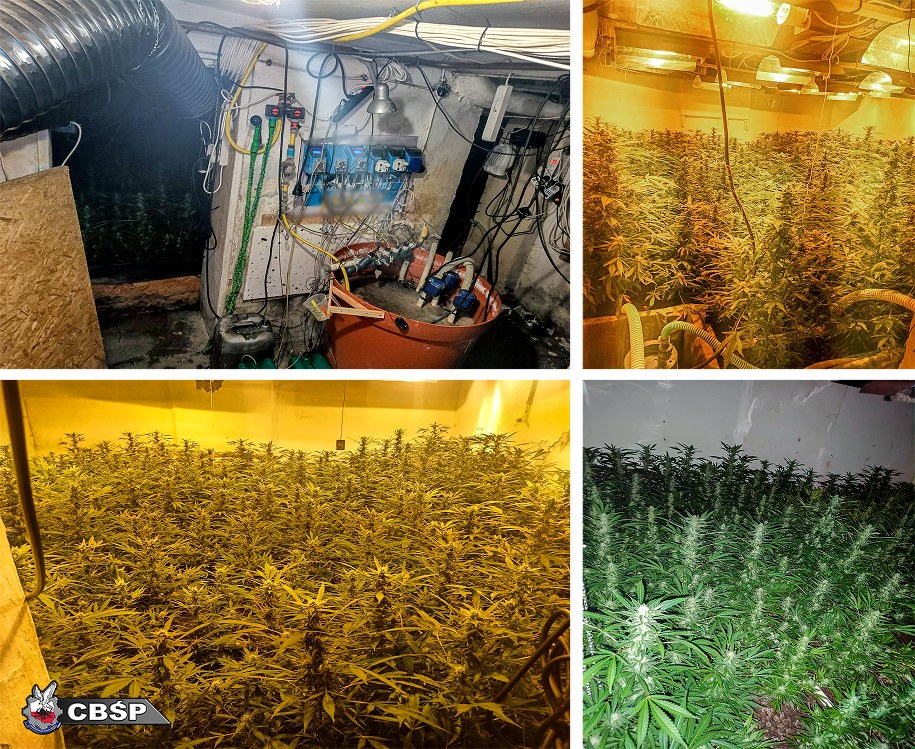 Policjanci zlikwidowali profesjonalną plantację konopi /CBŚP