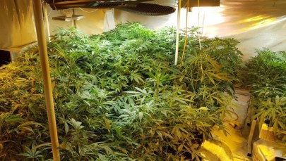 Policjanci zlikwidowali trzy duże plantacje konopi