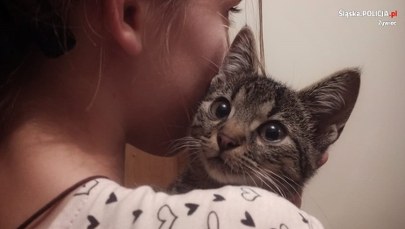 Policjant zaopiekował się kotem po aresztowaniu właściciela