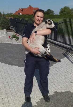 Policjantka z uratowaną przed potrąceniem owcą /KPP Przeworsk /