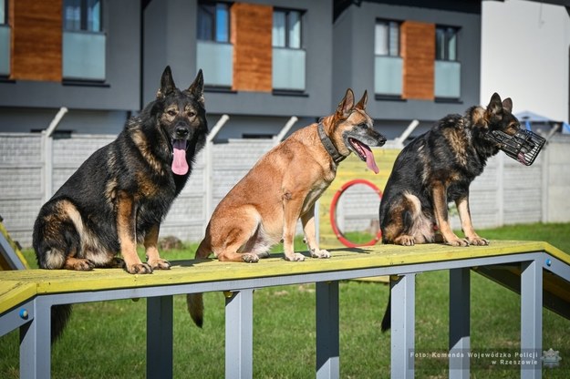 Policyjne psy już po egzaminie /Policja Podkarpacka /Policja