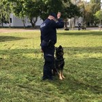 Policyjne psy na szkoleniu