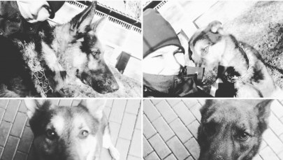 Policyjne psy zginęły po awarii ciepłowniczej. Jest śledztwo