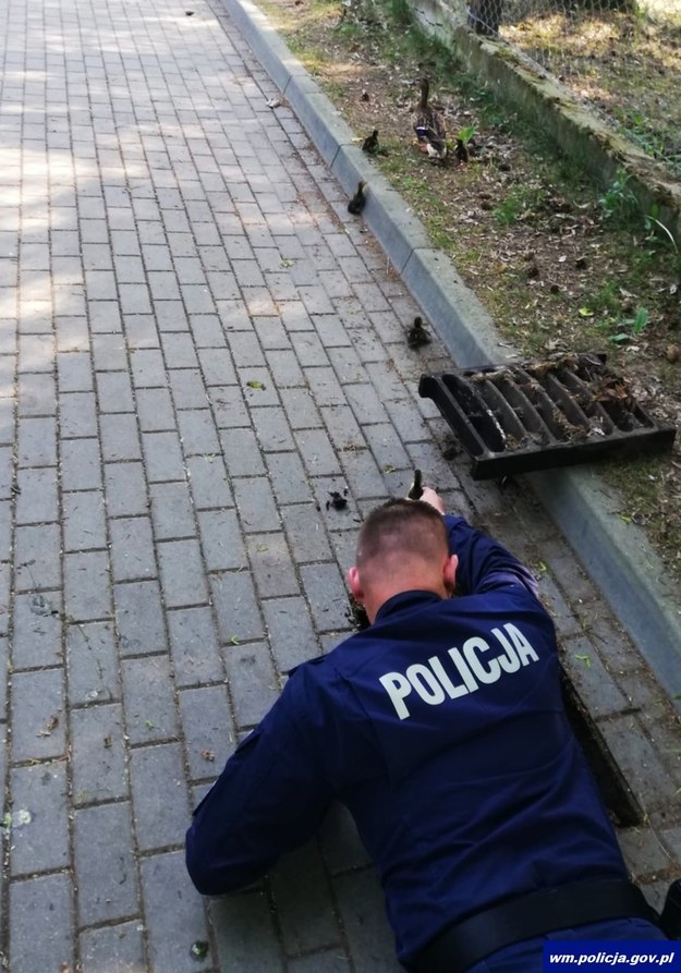 Policyjnej akcji bacznie przyglądała się kacza mama /Policja Warmińsko-Mazurska /Policja