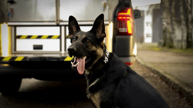 Policyjni przewodnicy otrzymali nowe radiowozy do przewozu psów służbowych /Policja Pomorska /Policja