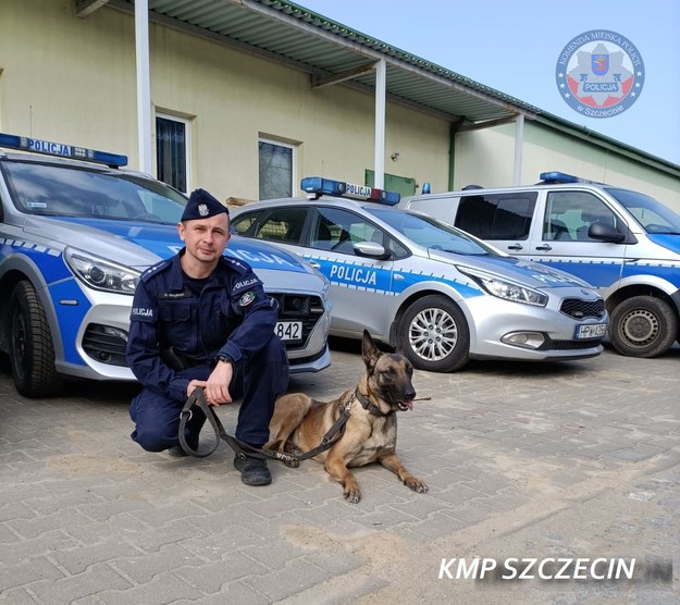 Policyjny pies Gaja odnalazł zaginionego chłopca. /KMP Szczecin /