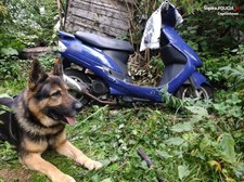 Policyjny pies to ekspert w odnajdywaniu kradzionych motocykli