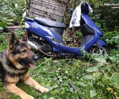 Policyjny pies to ekspert w odnajdywaniu kradzionych motocykli