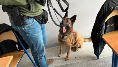 Policyjny pies wykrył narkotyki. Podczas lekcji w szkole