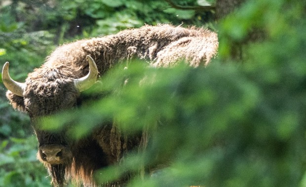 Policzono bieszczadzkie żubry. Jest rekord