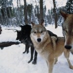 Policzyli wilki. Pozwoliła na to nowa technologia. Wiemy, gdzie są