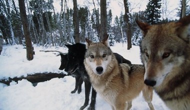 Policzyli wilki. Pozwoliła na to nowa technologia. Wiemy, gdzie są