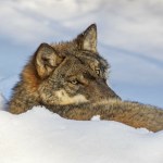 Policzyli wilki. Pozwoliła na to nowa technologia. Wiemy, gdzie są