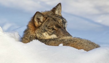 Policzyli wilki. Pozwoliła na to nowa technologia. Wiemy, gdzie są