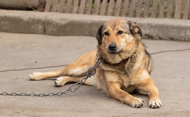 Polityczna bitwa o los psów. Znamy plany rządzących ws. ustawy łańcuchowej