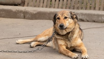 Polityczna bitwa o los psów. Znamy plany rządzących ws. ustawy łańcuchowej