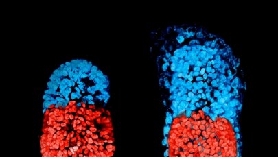 Polka z Cambridge zbudowała sztuczny mysi embrion