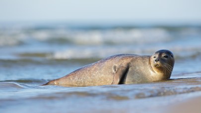 Polowanie na foki w Szwecji. Do odstrzału 1500 sztuk