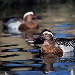 Polowanie na ptaki tuż za granicą parku narodowego. Resort zareagował