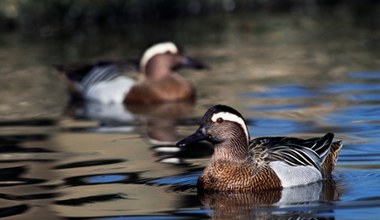 Polowanie na ptaki tuż za granicą parku narodowego. Resort zareagował