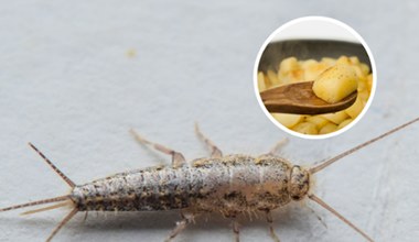 Połóż go w nocy na płytkach w łazience. Rano po rybikach cukrowych nie będzie śladu
