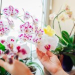 Połóż ten owoc obok storczyka. Zakwitnie bez nawożenia