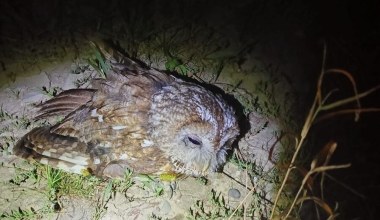Półprzytomna sowa konała na ziemi. Wzorowa reakcja uratowała jej życie