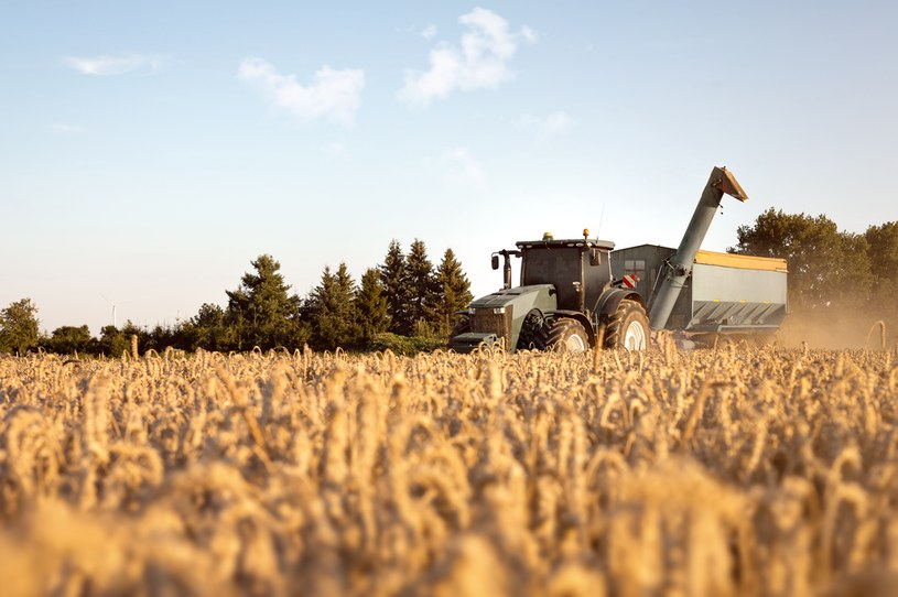 Polsce absolutnie nie grożą niedobory zbóż /123RF/PICSEL