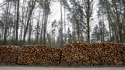 Polsce grożą olbrzymie kary. KE przechodzi do II etapu procedury ws. Puszczy Białowieskiej