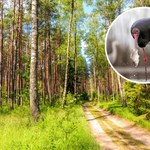 Polscy leśnicy pokazali nietypowe nagrania. Wyjaśniają, co to oznacza 
