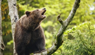 Polscy leśnicy znaleźli prosty sposób na niedźwiedzie. On je zatrzyma