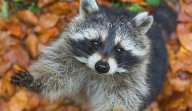 Polscy myśliwi pomogli odkryć nowego pasożyta. Przenosi go inwazyjny szop