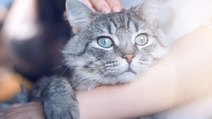 Polscy naukowcy odkryli dwa nowe pasożyty u kotów
