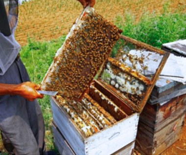 Polscy pszczelarze likwidują pasieki. "Mam dość dokładania do interesu"