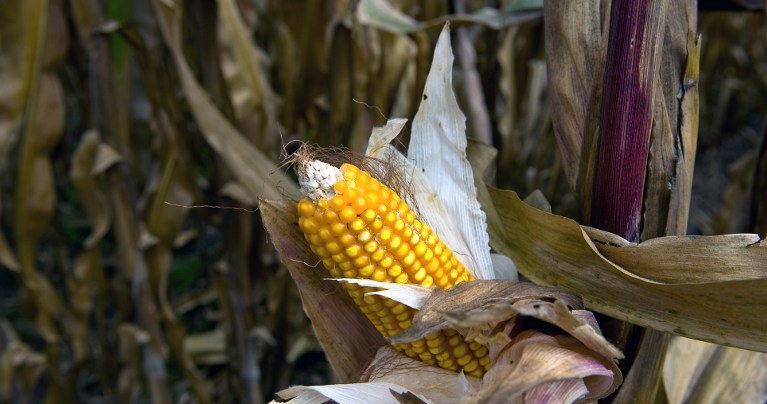 Polscy rolnicy chcą interwencyjnego skupu kukurydzy. Zdj. ilustracyjne /AFP