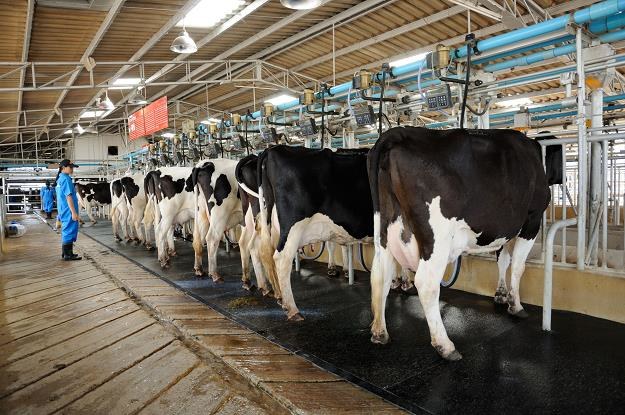 Polscy rolnicy przekroczyli limity produkcji mleka /&copy;123RF/PICSEL