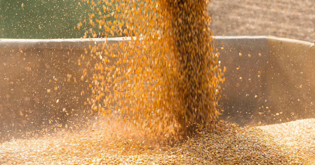 Polscy rolnicy zbiorą w tym roku o milion ton mniej zbóż - prognozuje Komisja Europejska /123RF/PICSEL