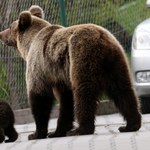 Polscy specjaliści pomogli Słowakom uporać się z "upartą" niedźwiedzicą 