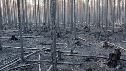 Polscy strażacy w Szwecji: Budujemy linię obrony przed ogniem