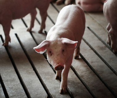 Polska branża mięsna gotowa na kryzys żywnościowy
