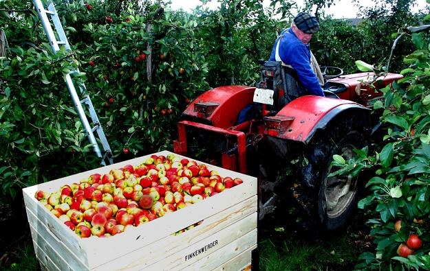 Polska była w 2013 r. największym eksporterem jabłek do Rosji /&copy; Panthermedia