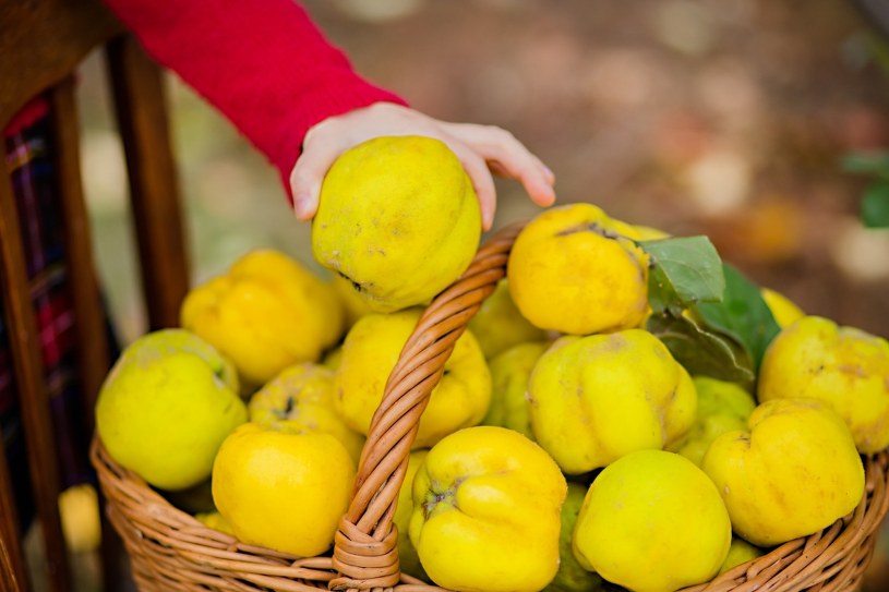 "Polska cytryna" zaczyna dojrzewać. Włącz do diety dla lepszego trawienia i usunięcia toksyn