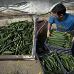 Polska drugim producentem ogórków w UE