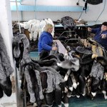 Polska europejską potęgą w produkcji futer