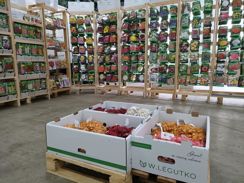 Polska firma rodzinna W. Legutko jest jednym z największych światowych producentów nasion /W.Legutko/Materiały promocyjne/Facebook /