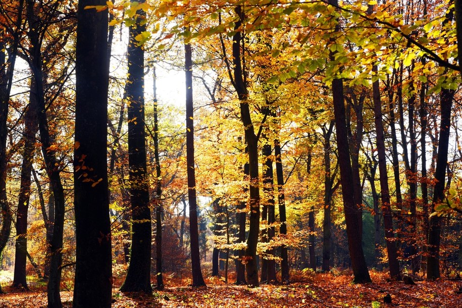 Polska jesień/ fot.: Horst Ossinger /PAP/DPA